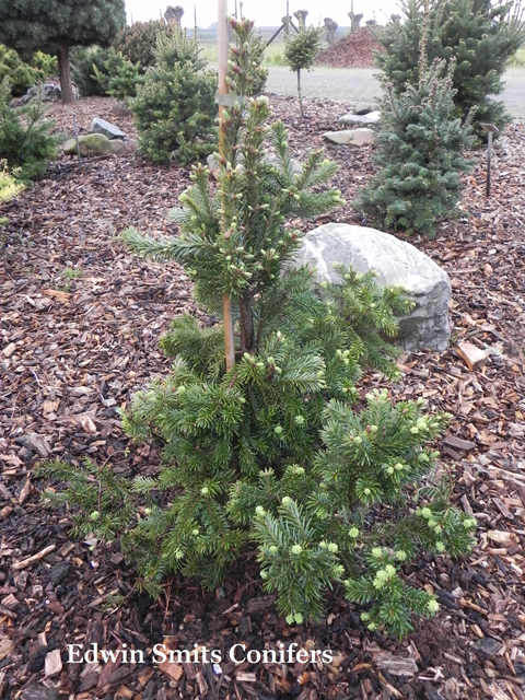 Abies balsamea 'Shepherds Crook'